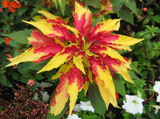 تاج خروس سه رنگ